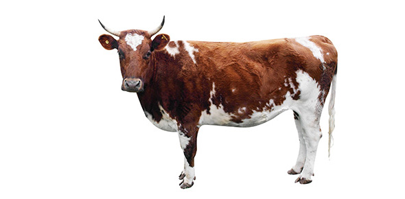 Cattle Flashcards