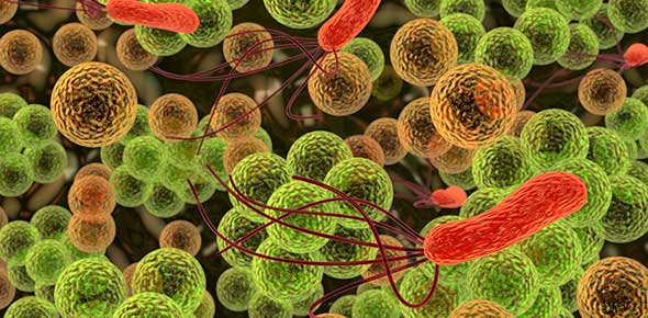 Microbiology Flashcards