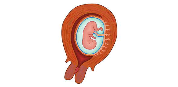 Embryology Flashcards