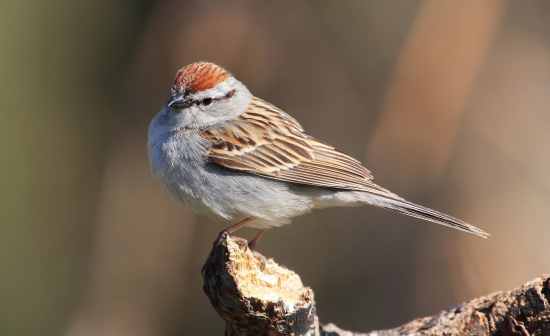 How Well Do You Know About Backyard Sparrows? Flashcards - Flashcards