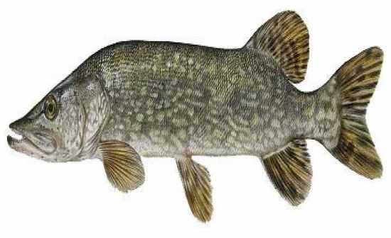 Wisconsin Fish - Flashcards