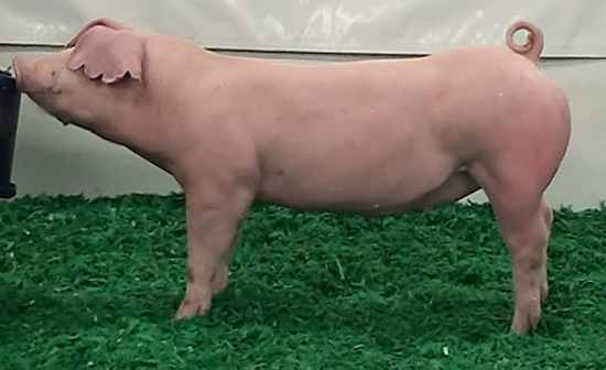 Types of Pigs Breed Flashcards - Flashcards
