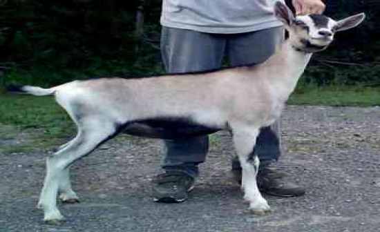 Breeds (Goats) Flashcards by ProProfs