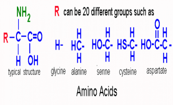 Biology: Unit 1 Enzymes And Macromolecules - Quiz