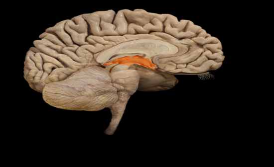 Diencephalon Structures - Flashcards