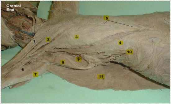 Cat Muscle Identification - Thoracic (Superficial) - Flashcards