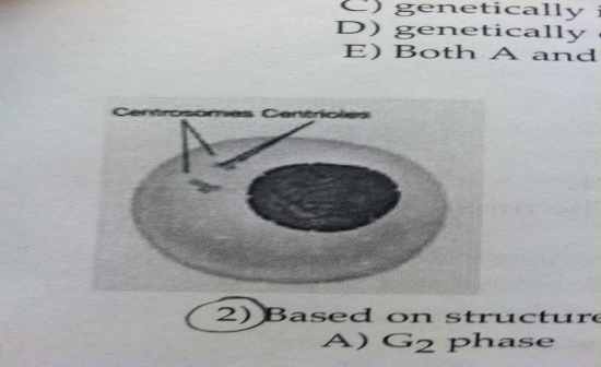 Choose the Correct Answer About Mitosis and Meiosis Flashcards - Flashcards