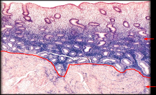 Reproductive System Histology - Flashcards