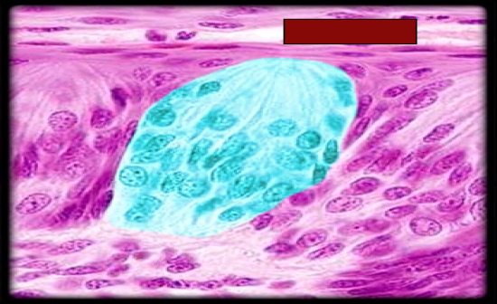 Digestive Histology Flashcards - Flashcards