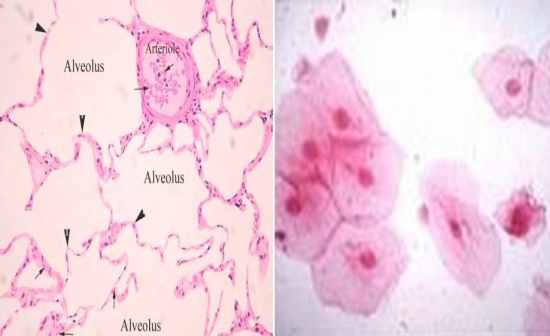 The Study About Epithelium Flashcards - Flashcards