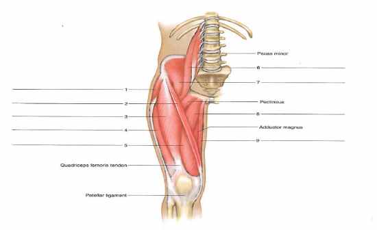 Muscles of the Anterior Right Hip and Thigh - Flashcards