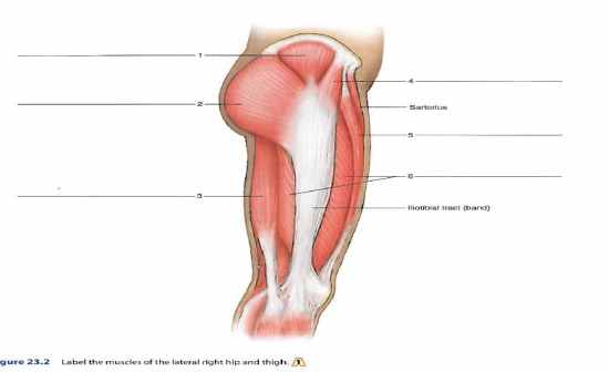 Muscles of the Lateral Right Hip and Thigh - Flashcards
