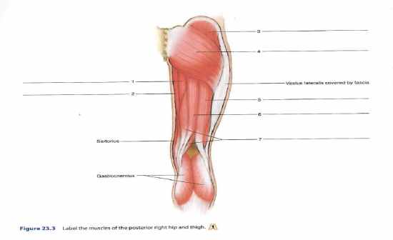 Muscles of the Posterior Right Hip and Thigh - Flashcards