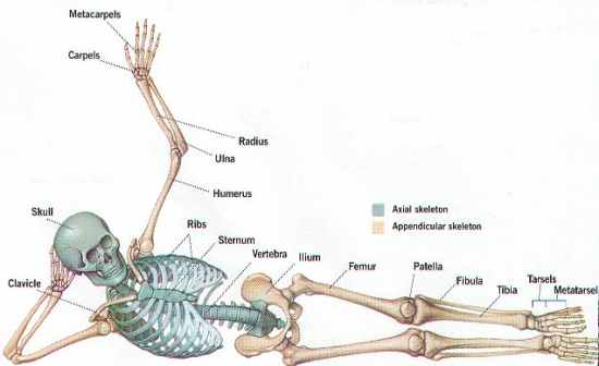 Skeletal Bones - Flashcards