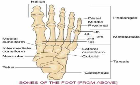 Flashcards Table on Skeletal Bones