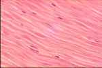 Smooth Muscle:
Identify And Give Examples Of... - Flashcard