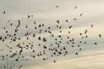 (Animal) A Flock Of       ... - Flashcard