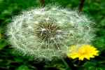 Dandelion - Flashcard