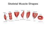 What Are The Shapes Of Muscles - Flashcard