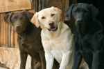 Labrador Retriever - Flashcard