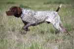 German Shorthaired Pointer - Flashcard