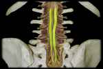 
	Location:
	• Vertebral Canal Inferior ... - Flashcard