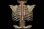 Description:
• Tapered Inferior End Of S... - Flashcard