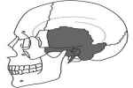 Temporal Bone (2) - Flashcard