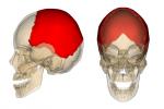 Parietal Bone (2) - Flashcard