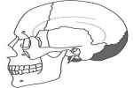 Occipital Bone - Flashcard