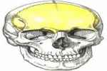 Frontal Bone - Flashcard