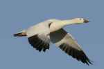 White Body With Black Wing Tips, Pinkish Bill - Flashcard