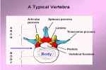 Name All The Parts Of The Arch Regarding The ... - Flashcard