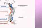 Describe Primary And Secondary Curvature Of T... - Flashcard