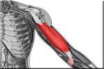 BICEPS BRACHII - Flashcard