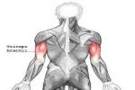 TRICEPS BRACHII - Flashcard