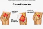 GLUTEAUS MEDIUS
 - Flashcard