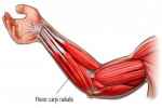 
	FLEXOR CARPI RADIALIS
 - Flashcard