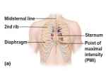 Location Of Heart (picture)  - Flashcard