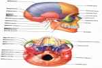 The Skull - Flashcard