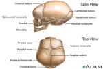 Bony Joints

 - Flashcard