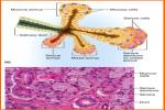 Identify The Tissue Type. - Flashcard