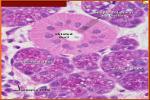 Identify The Tissue Type. - Flashcard