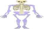 Appendicular Skeleton - Flashcard