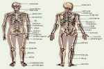 Skeletal System - Flashcard