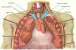 Serous Membrane - Flashcard