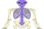 Axial Skeleton - Flashcard