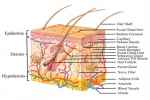 Cutaneous Membrane - Flashcard