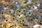 Frog Eggs - Flashcard