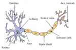 Neuron - Flashcard